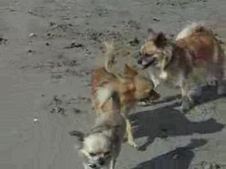 Chiens à la plage
