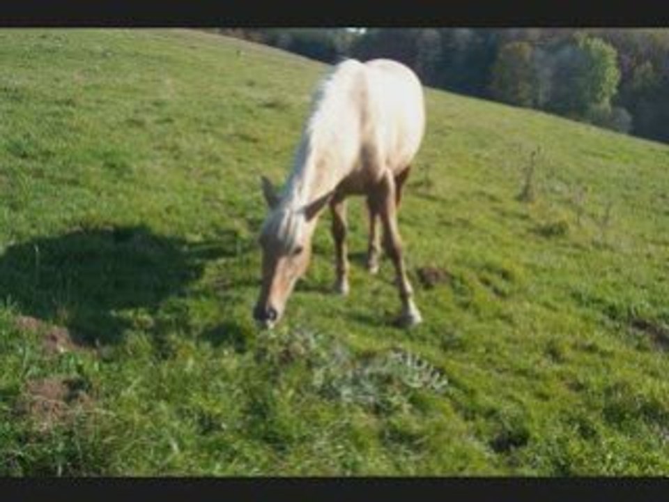 Chico au Cernay