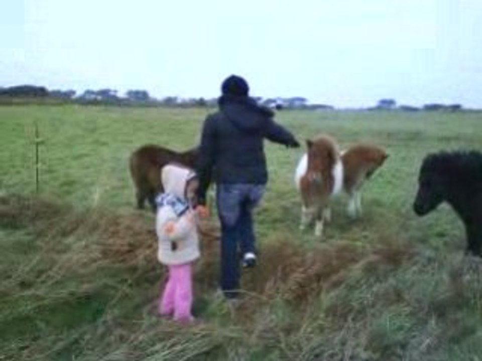les poneys