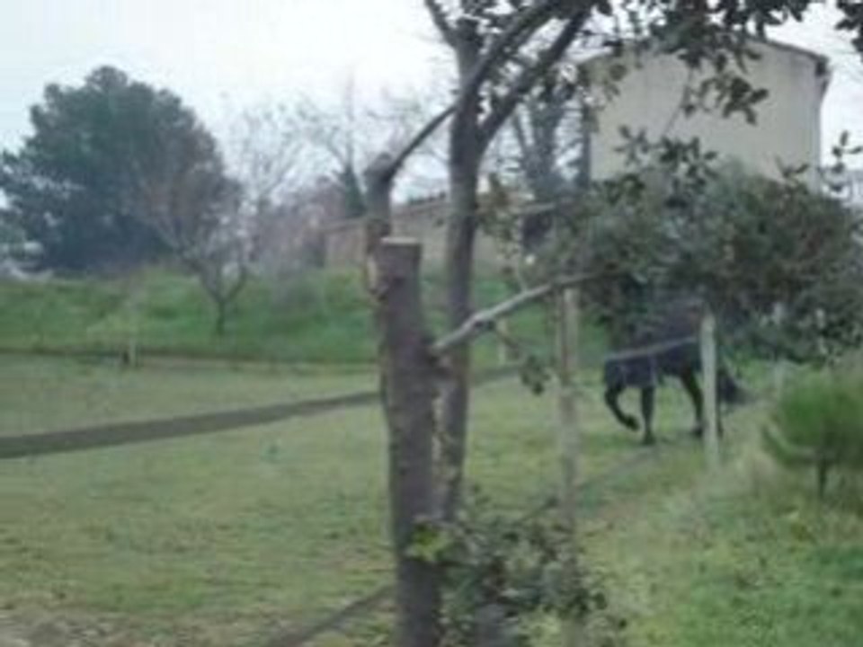 jabol