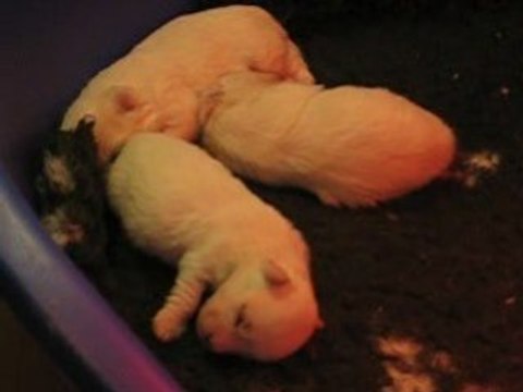 Les cinq petits cotons à 2 semaines (vidéo)