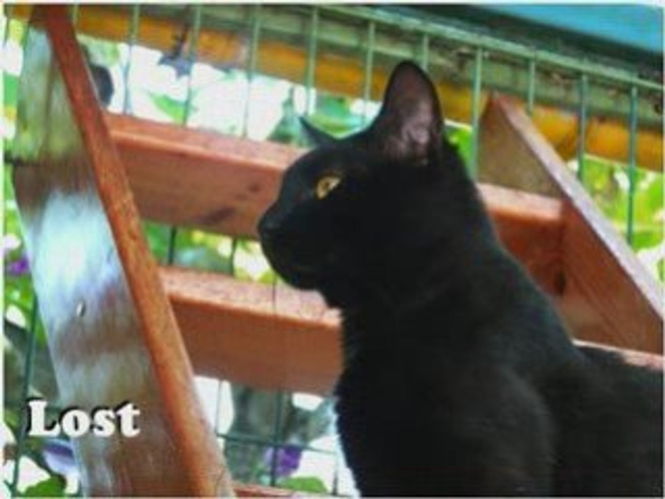 Chats beauregard 01 09