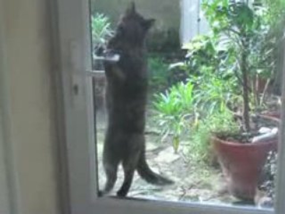 notre chat Kita ouvre la porte