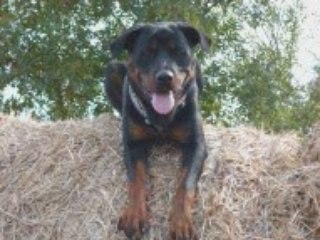 babylone rottweiler