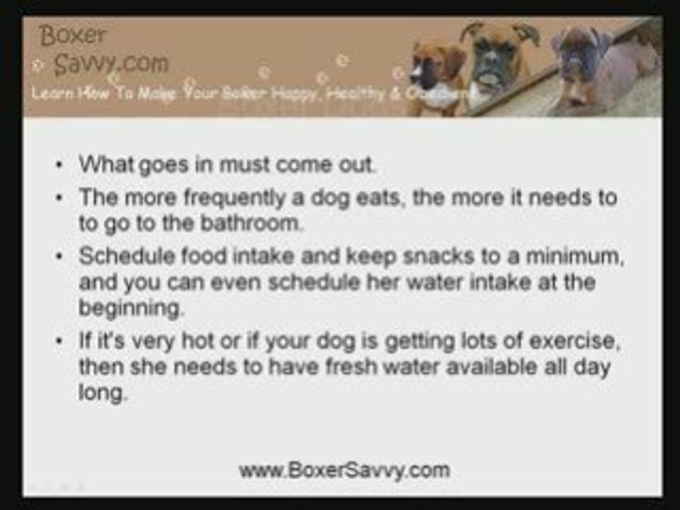 Housebreaking: An Important Part Of Boxer Puppy Training