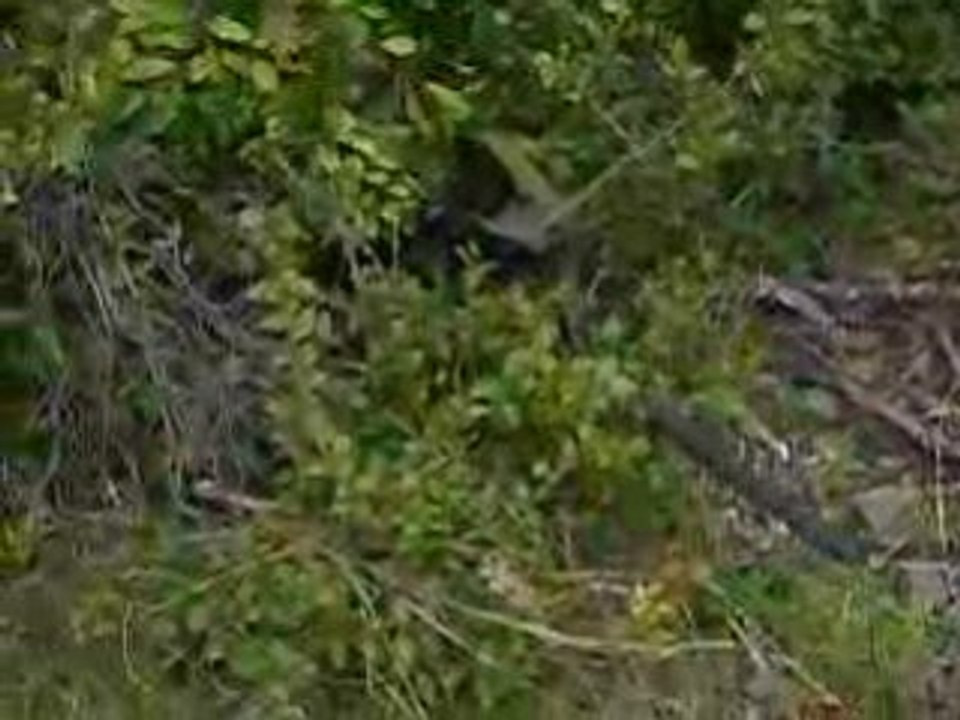MOV00579
