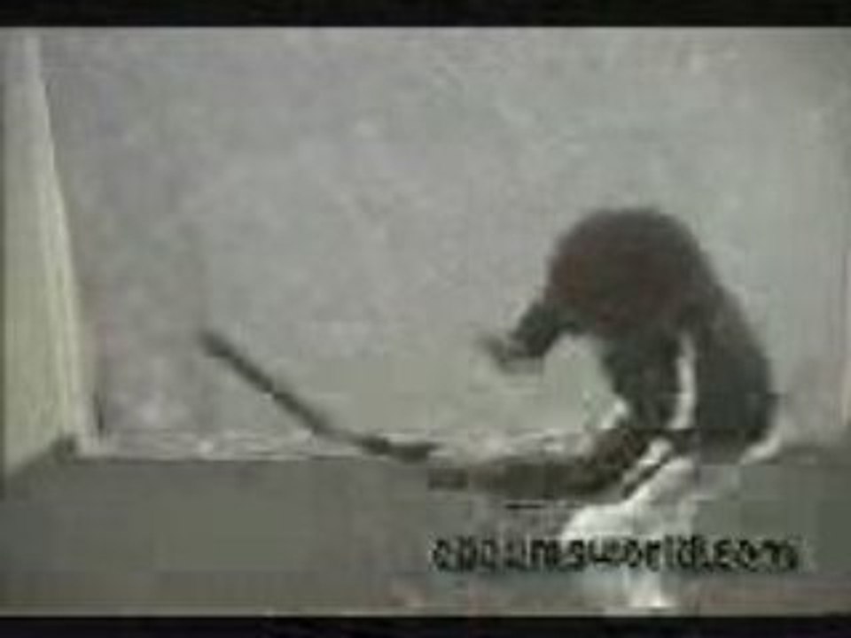 regis Afro ninja
