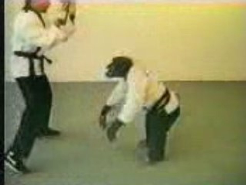 Boxe singe