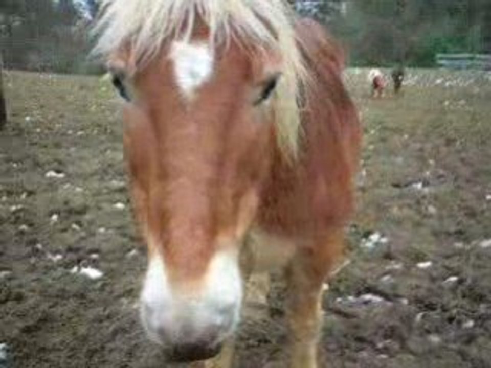 les poneys, la pluie...