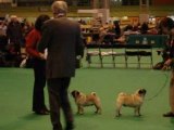 Pug Judgement at CRUFTS 2008 with Pet Hunting