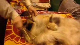 A Pekinese enjoying her grooming at CRUFTS by Pet Hunting