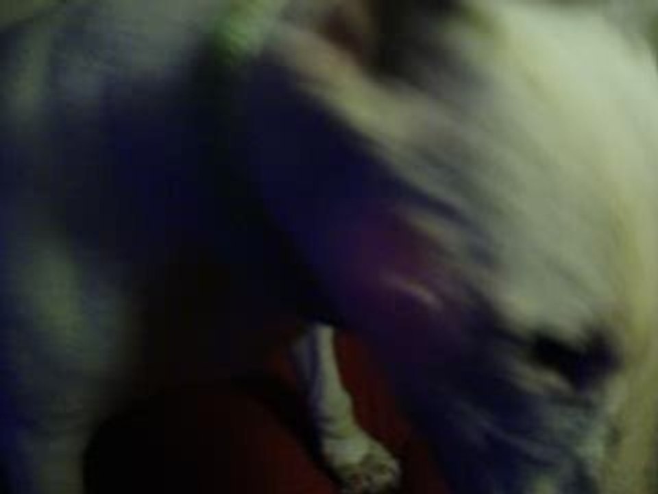 Doggy and Katana