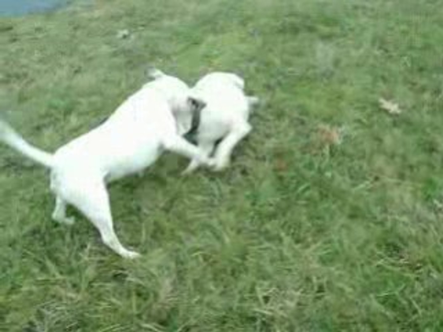 ⁣Bull-terrier Doggy and katana 2