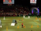 Agility at CRUFTS by Pet Hunting