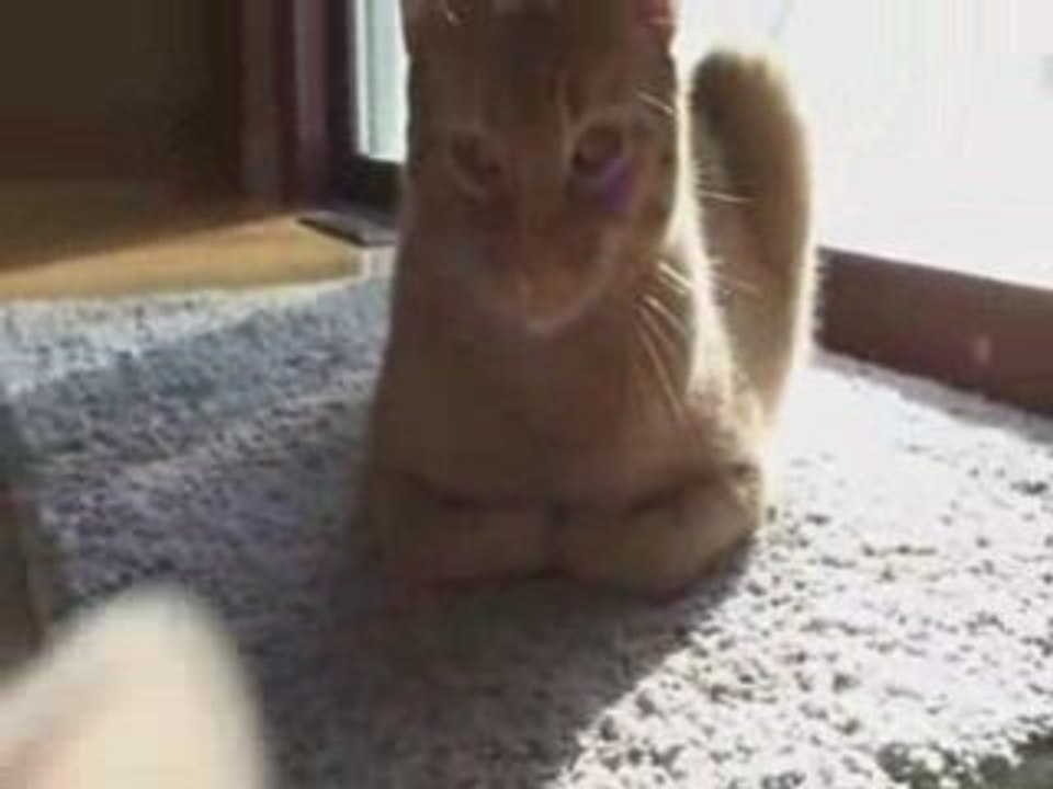 Cat and Rat
