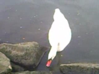 PICT0007Cygnes et Canards