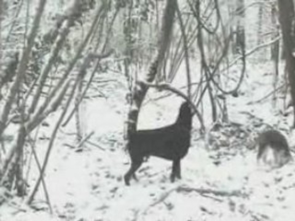 Vulcain, le Tarzan canin!!