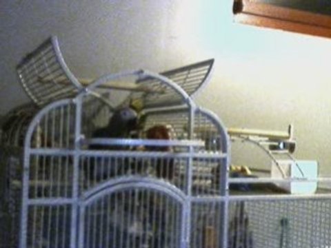 Miléro perroquet gris du gabon