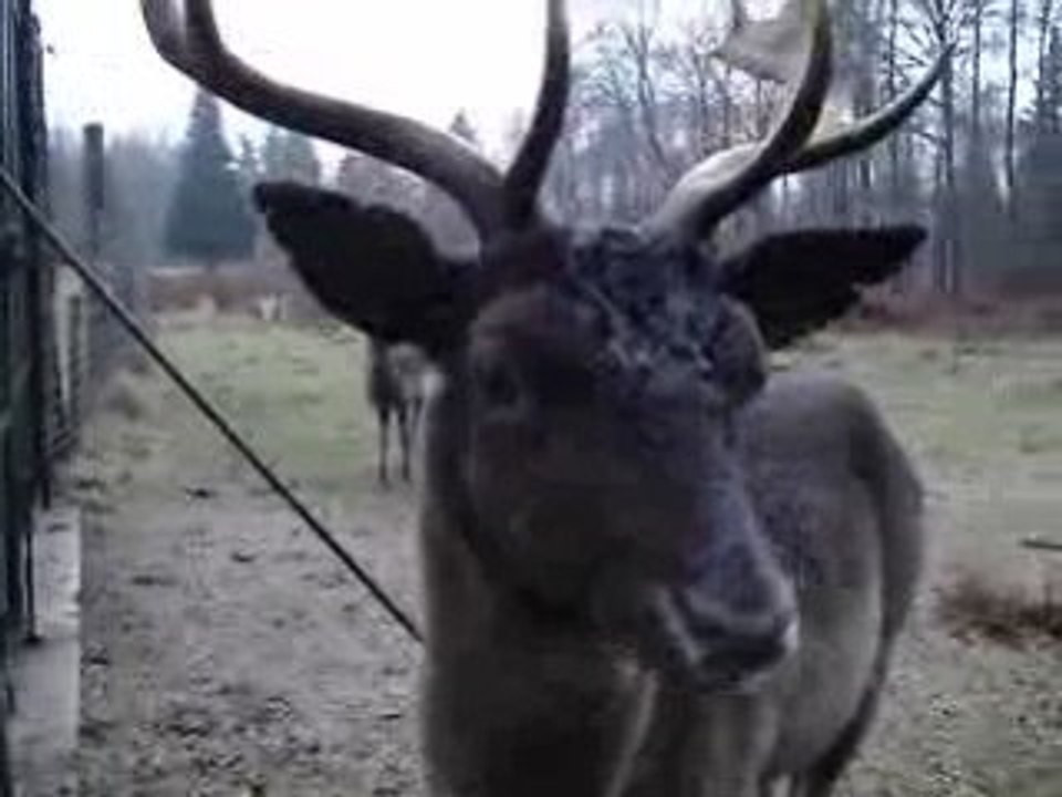 Coucou les Bambis !!!