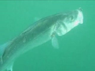 Des poissons relachés...