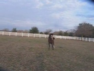 Paint horses in Bastrop Texas