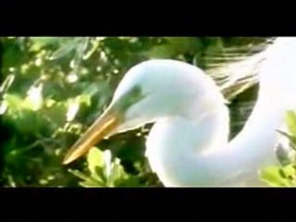 Hisham Abbas - 99 Names Of Allah Magnifique