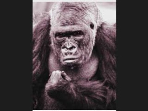 Dirt Poor Guerrilla Grower White Widow Marijuana