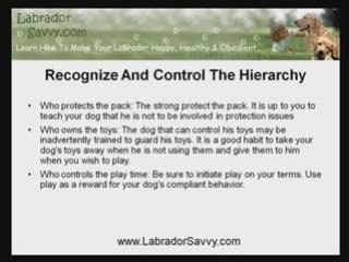 Training a Labrador To Reverse the Role of a Demanding Dog