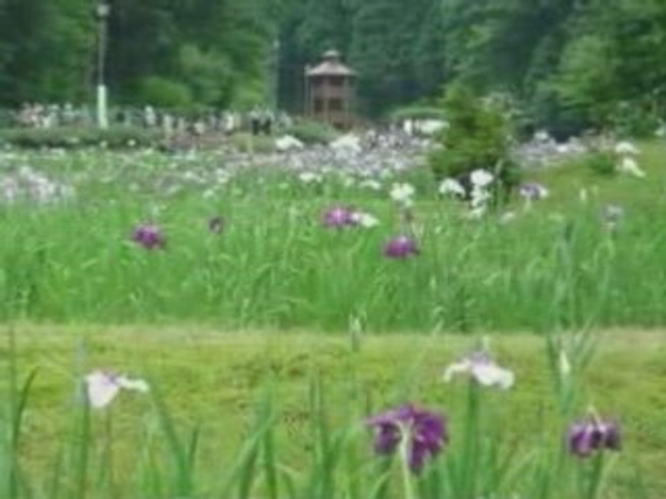 三條慕情