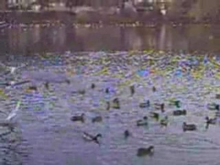 PICT0002    Canards au bord de la Seine en hiver