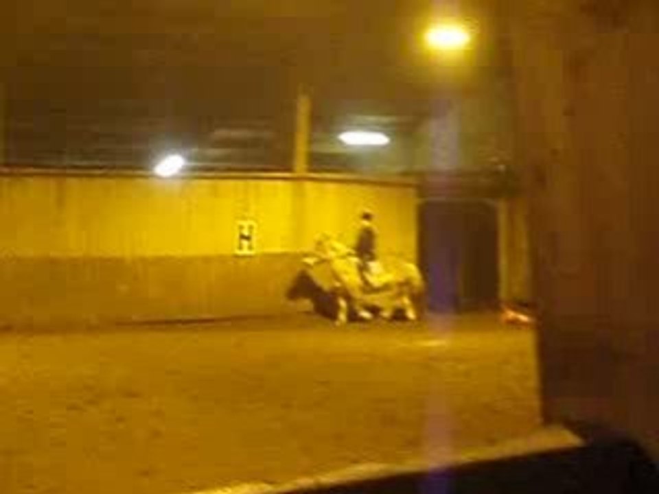 saut d'obstacle