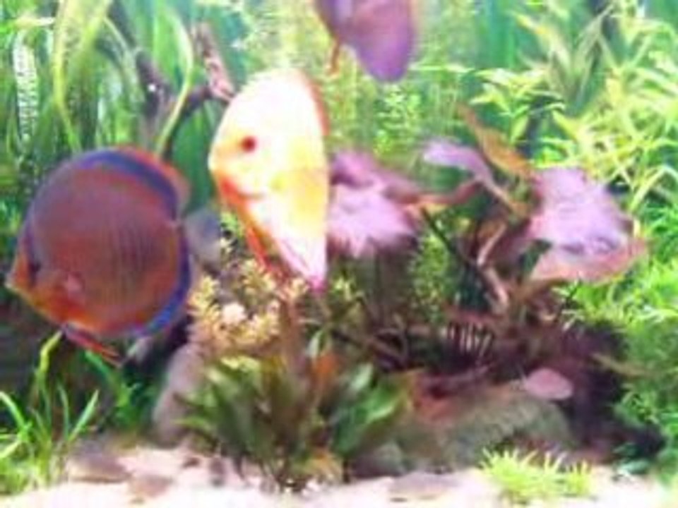 Discus le 20  janvier 001