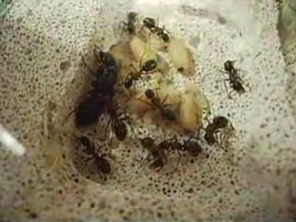 FOURMIS naissance ouvrière Camponotus ligniperdus