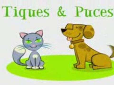 Clip d'information easyPOP Tiques & Puces