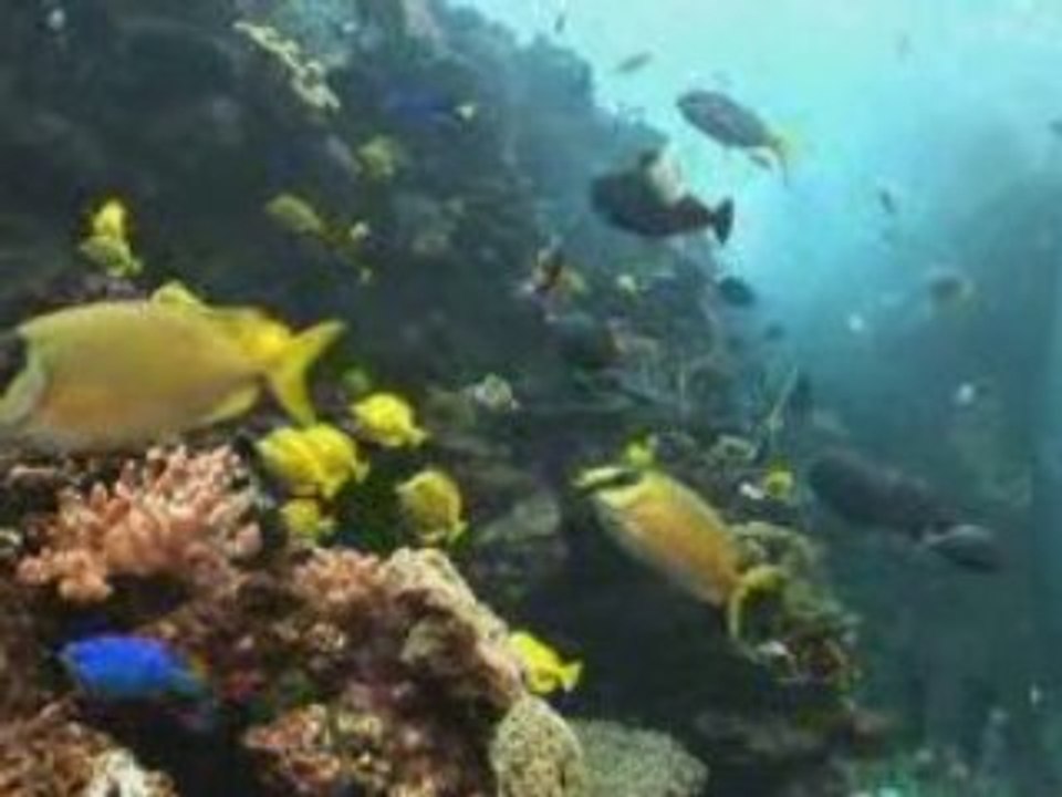 Yellow Tangs