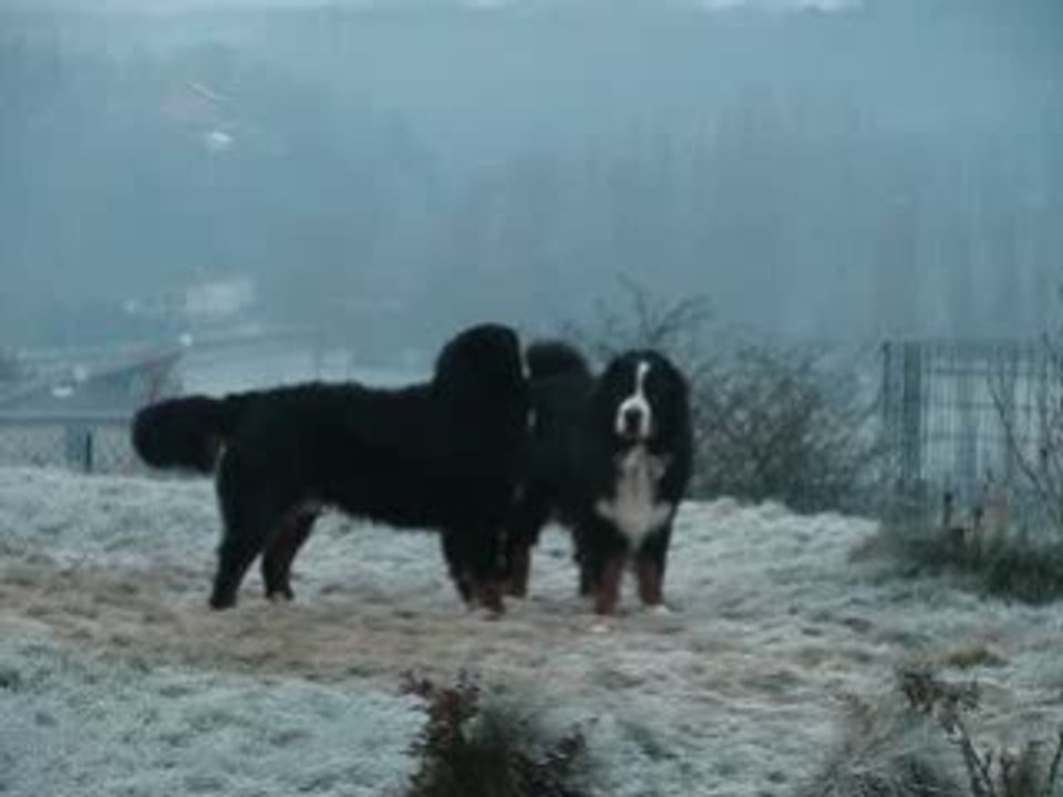 djazz & bear