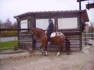 Colt Piaffer: Appaloosa Gelding by Chloé Berger 🐎
