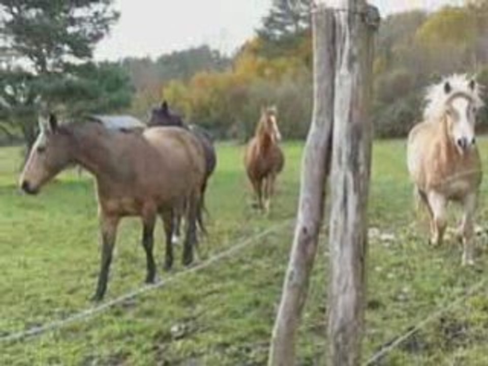 Vidéo 4 chevaux Heureux galopent WMM_0001