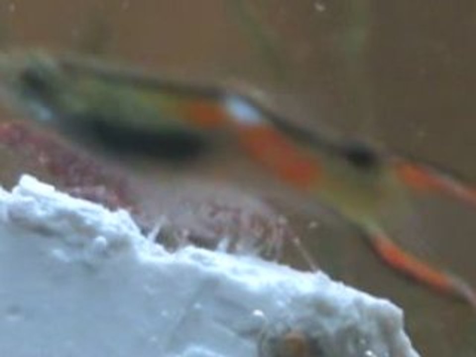 Crevette red cherry