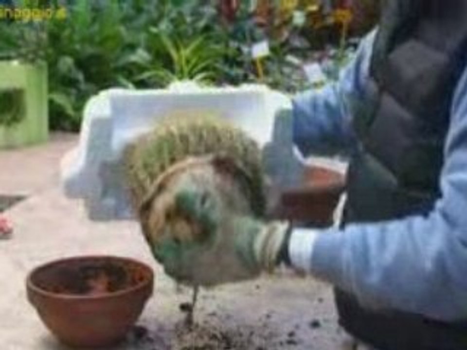 Rinvaso di un cactus