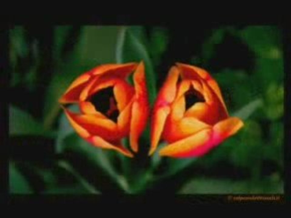 Ingrid Cup - I Will Not Die...