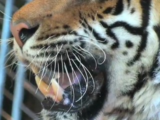 Tenchu Shadow Assasins - HOT REVIEW!