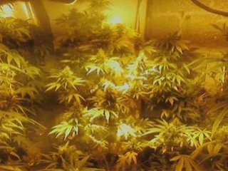 !!cannabis indoor!! alx da weed who  kill *!*