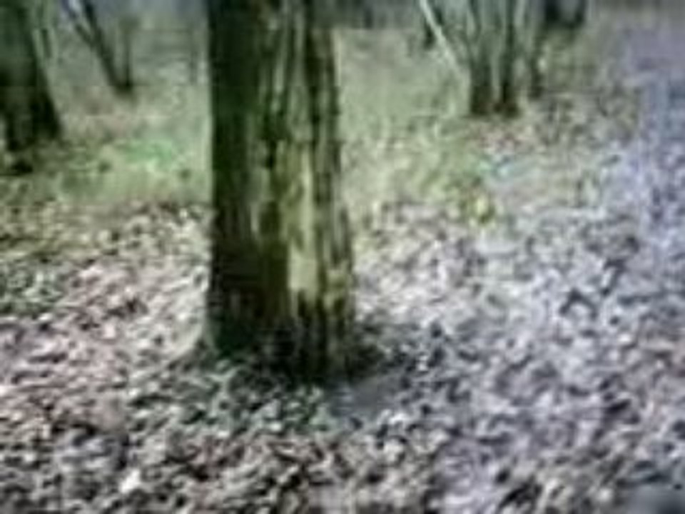 en forêt