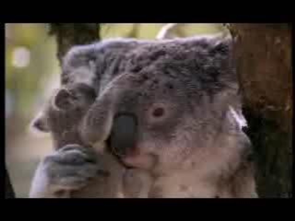 Urso de Peluche