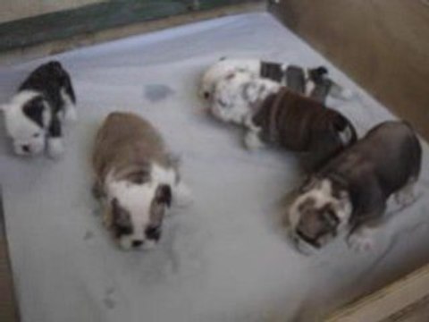 chiots bouledogue anglais