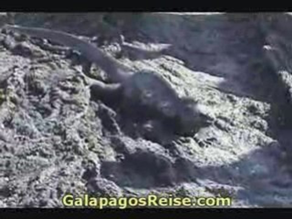 Part 04 Video Tour Galapagos