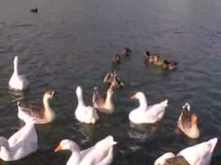 Somain ,De Sessevalle, Les oies du parc