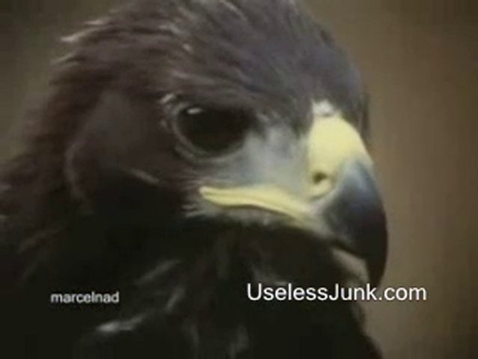Kartal_Aigle_giant_eagle_drags_mountain_goats
