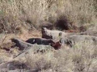 Dragons de Komodo ou Varang